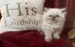 Persian cats for sale: Last kitten Ready Sat. Affectionate Persian Boy 🐾 - Image 15