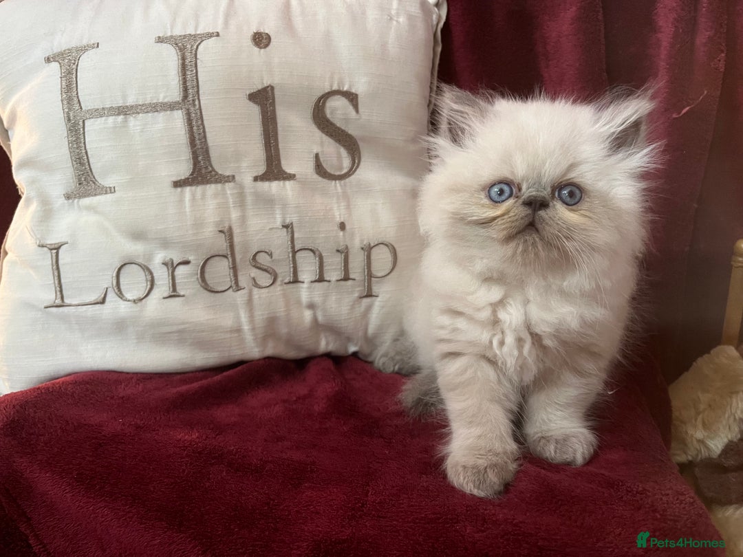 Persian cats for sale: Last kitten Ready Sat. Affectionate Persian Boy 🐾 - Image 15