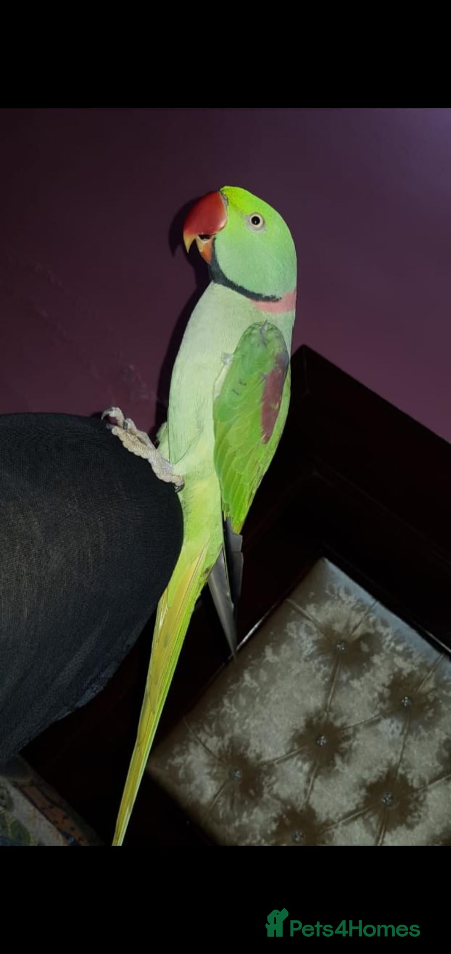 Parrots birds Hand reared and tame alexandrine  - Advert 1