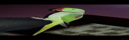 Parrots birds for sale: Hand reared and tame alexandrine  in Ilford - Advert 1
