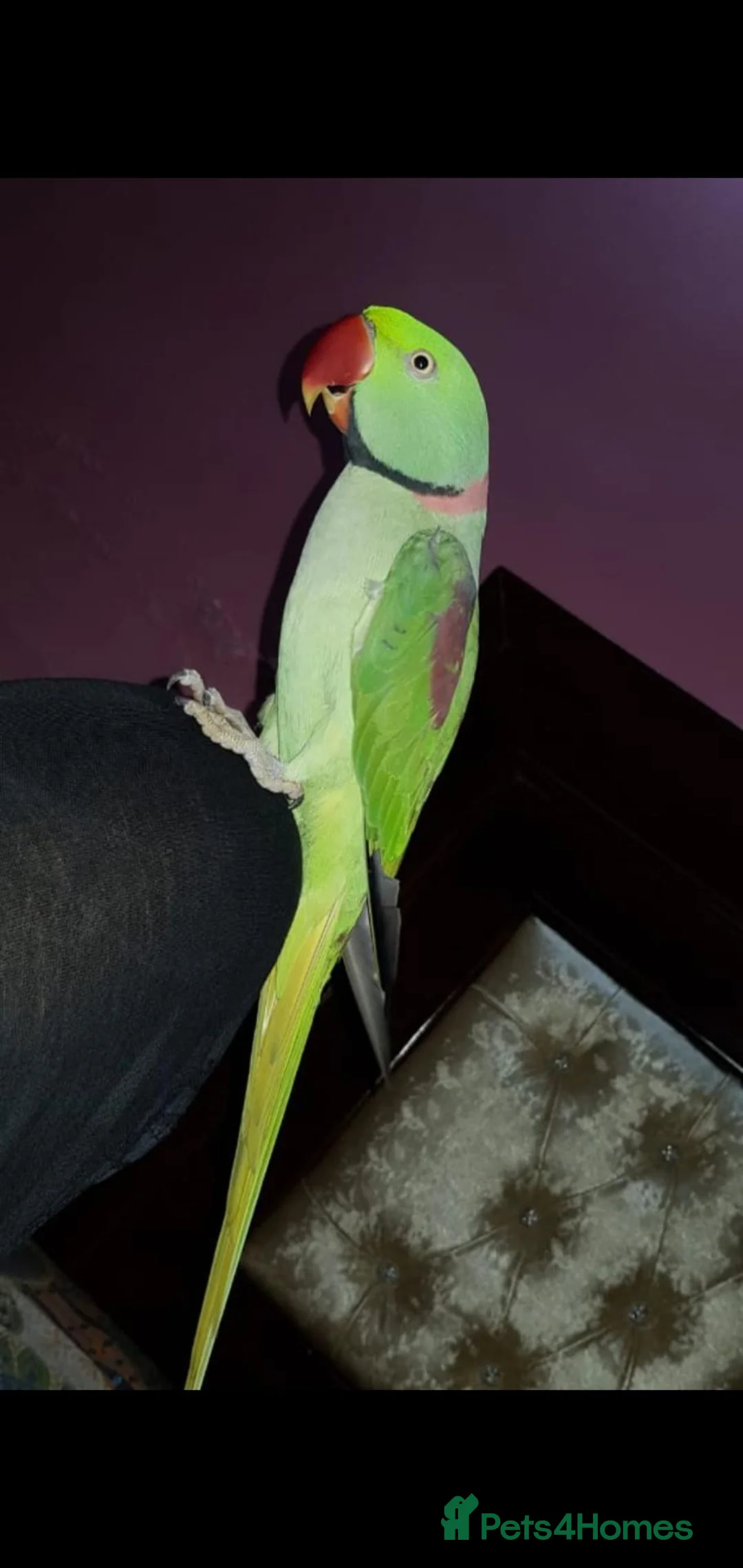 Parrots birds for sale: Hand reared and tame alexandrine  in Ilford - Advert 1