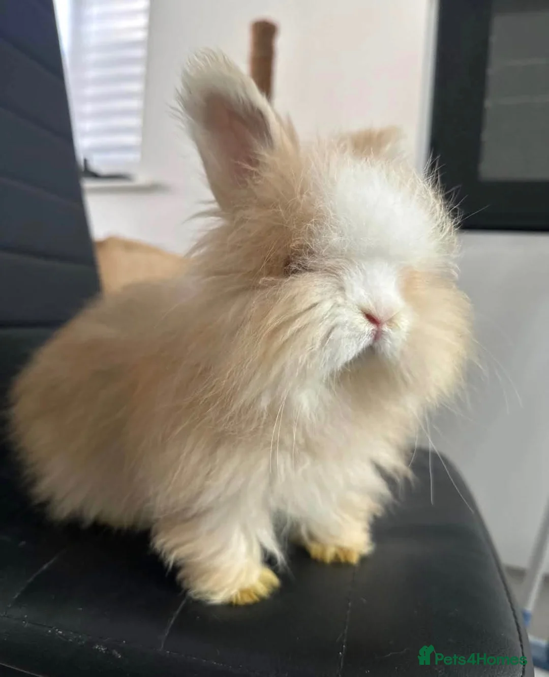 Angora rabbits for sale: Pure bred Angora babies - Advert 11