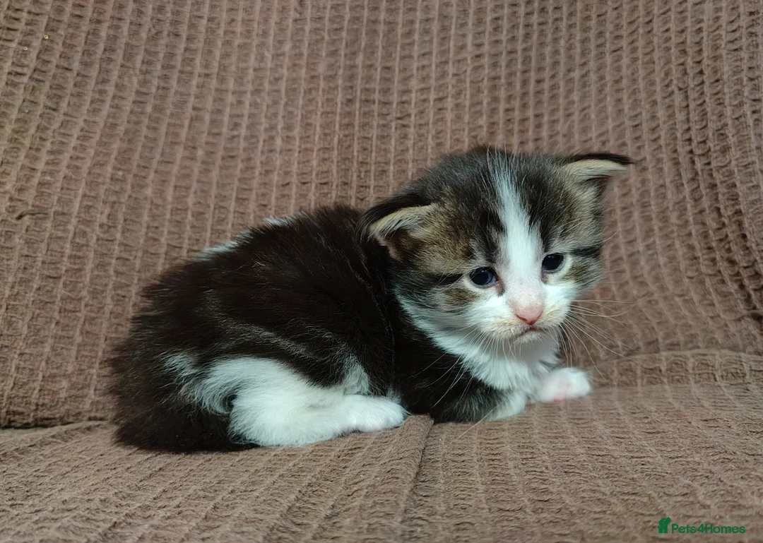 Maine Coon cats for sale: 3/4 maincoon kittens  - Advert 19