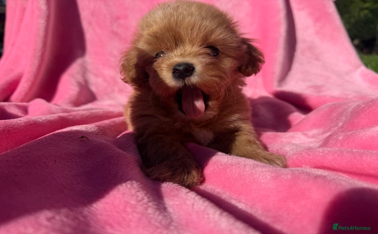 Maltipoo dogs - Advert 2