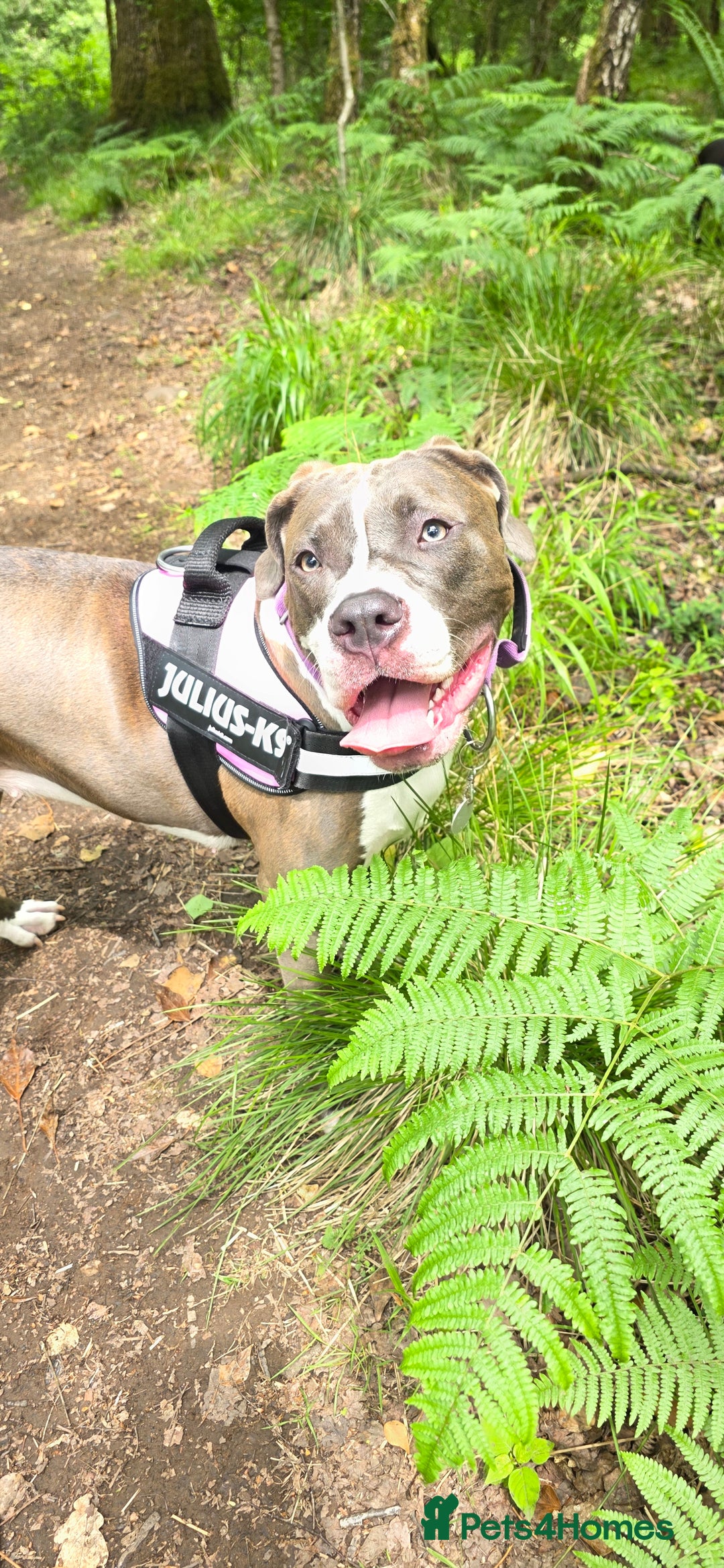Mixed Breed dogs for sale: With a heavy heart up for rehoming  - Image 3
