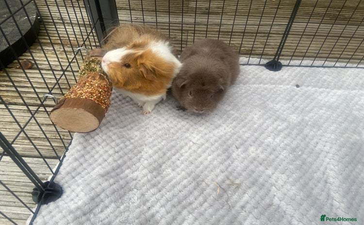 Guinea Pig rodents - Advert 2