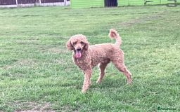 Standard Poodle dogs for sale: Stunning deep red standard poodle male TED - Image 2