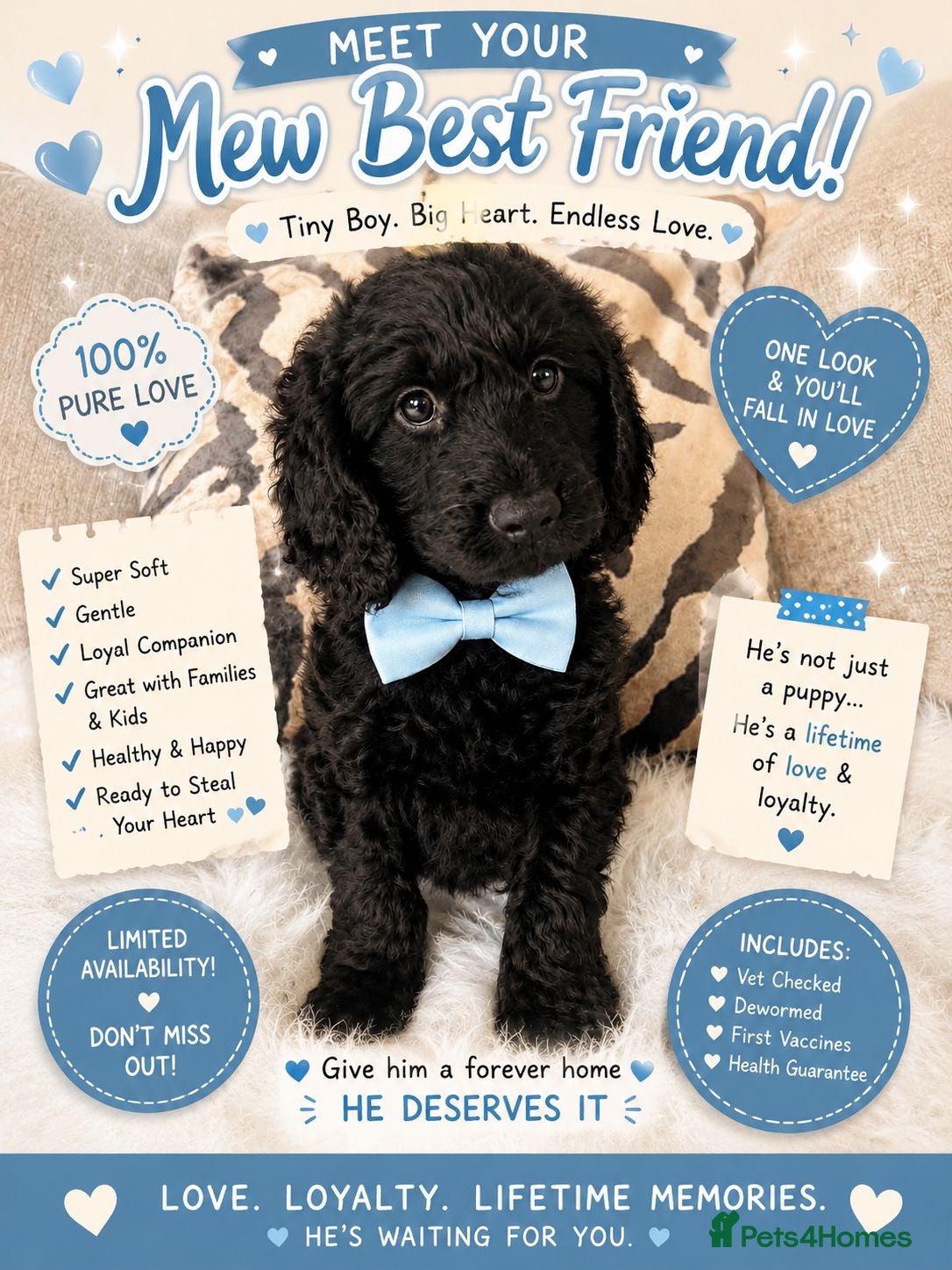 Cockapoo dogs F1 cockapoo puppies - Advert 5