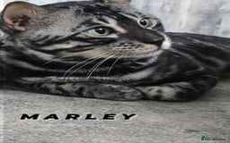 Bengal cats for sale: Rare Bengal babies - Image 30