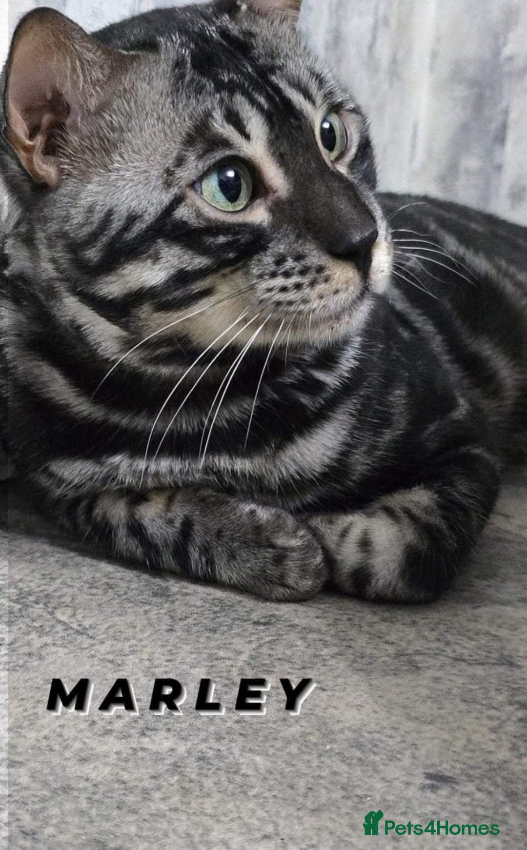 Bengal cats for sale: Rare Bengal babies - Image 30