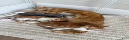 Mixed Breed cats for sale: 3 kittens  in Ipswich - Advert 7