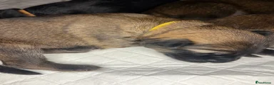 German Shepherd 2