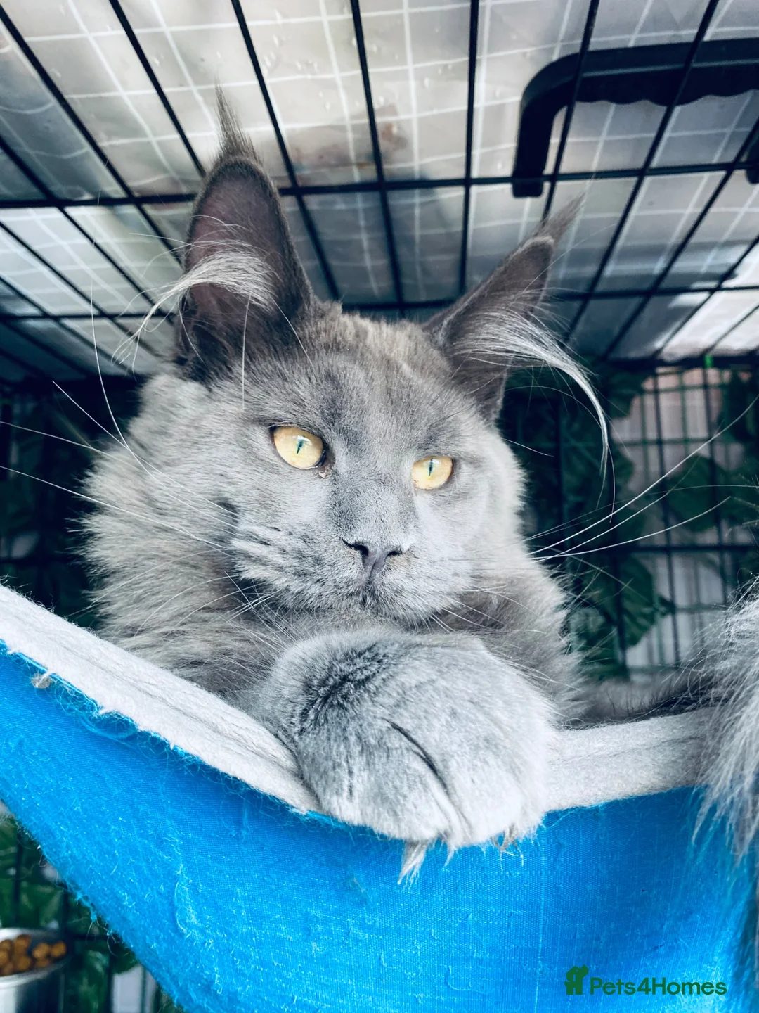 Maine Coon cats for sale: 💙*🦁*BLUE MAINE COON*💎*KITTENS*🦁*💙 - Advert 28