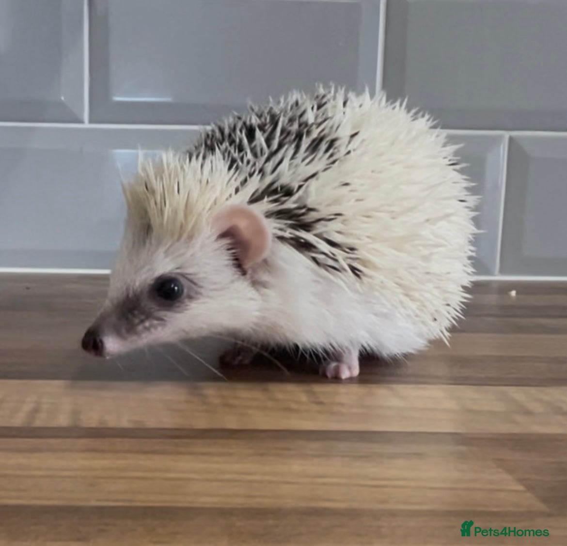 Pygmy Hedgehog rodents Stunning Male White Pinto African Pygmy Hedgehog  - Advert 24