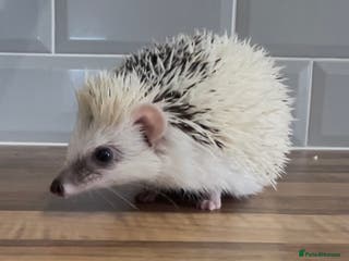 Pygmy Hedgehog rodents Stunning Male White Pinto African Pygmy Hedgehog - Advert 1