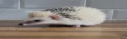 Pygmy Hedgehog rodents for sale: Stunning Male White Pinto African Pygmy Hedgehog  - Advert 1
