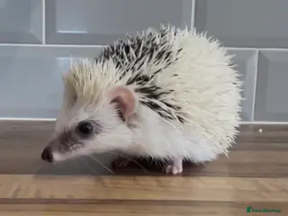 Pygmy Hedgehog rodents Stunning Male White Pinto African Pygmy Hedgehog - Advert 22