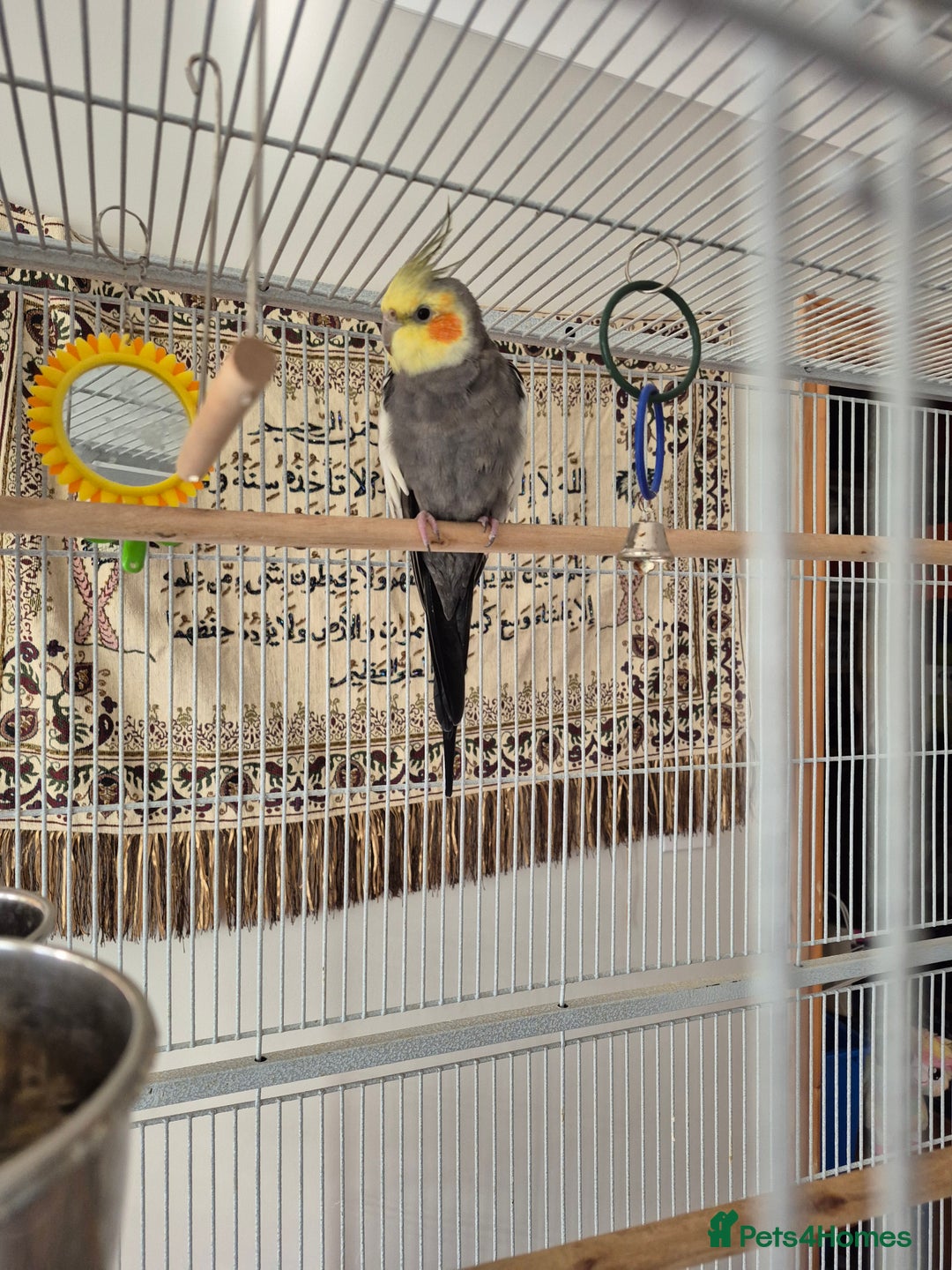 Cockatiels birds for sale: Cockatiels for sale - Image 3