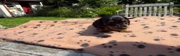 Miniature Dachshund dogs for sale: Four miniature dachshund puppies left  (Scotland) - Advert 4