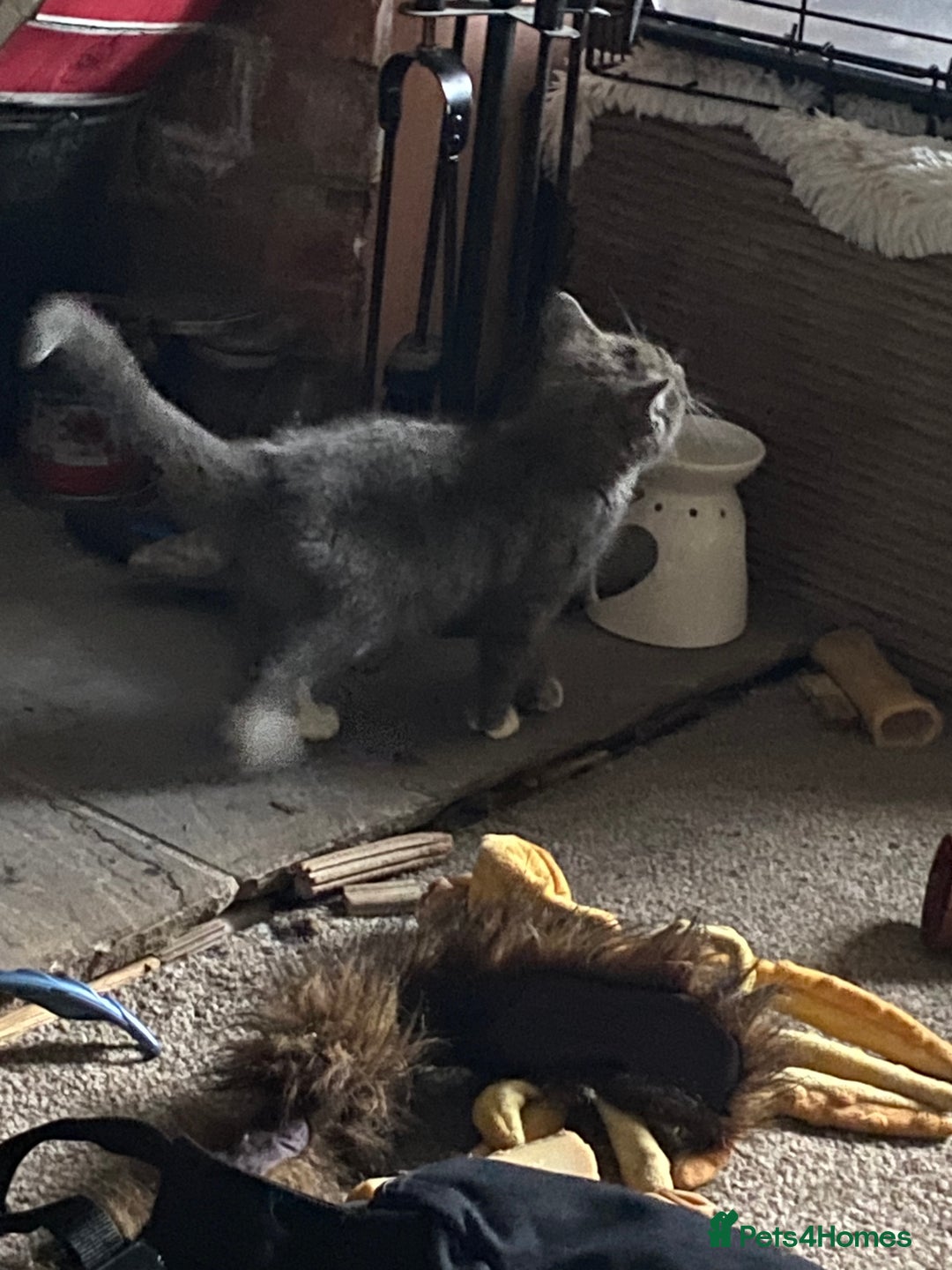 Mixed Breed cats for sale: 1 fluffy kitten + 3 farm rescue semi tame - Image 7