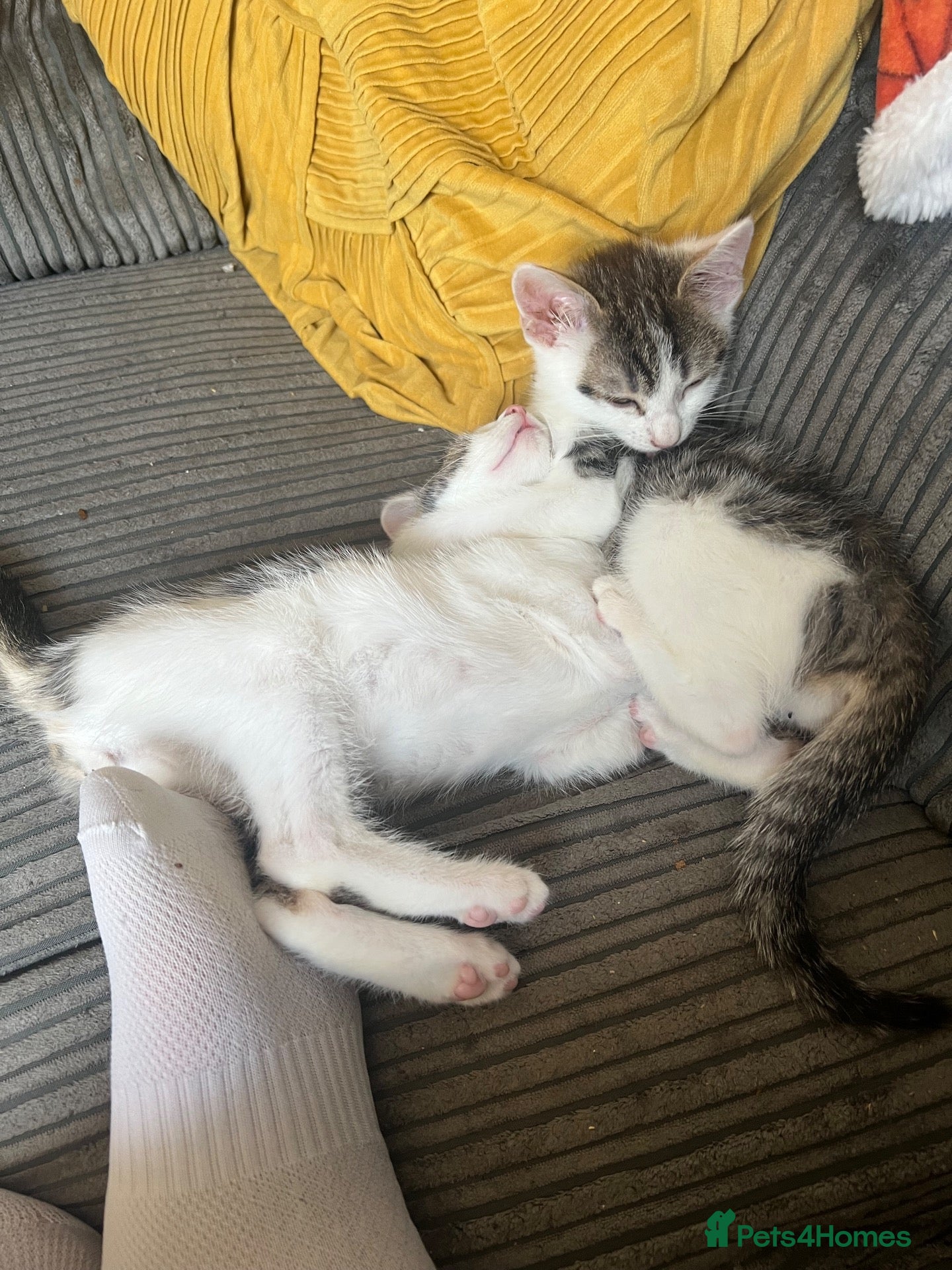 Mixed Breed cats Kittens for sale - Advert 2