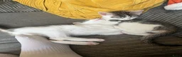 Mixed Breed cats for sale: Kittens for sale - Advert 1