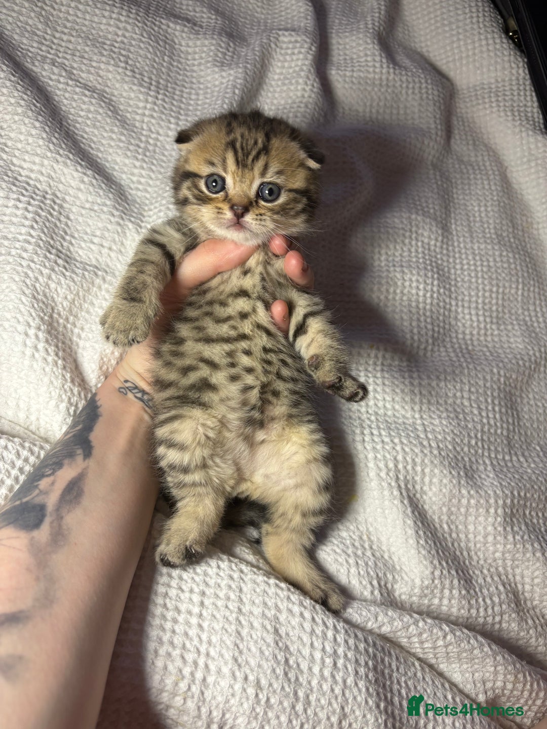 Scottish Fold cats for sale: Perfect Scottish fold x BSH kittens! - Image 4