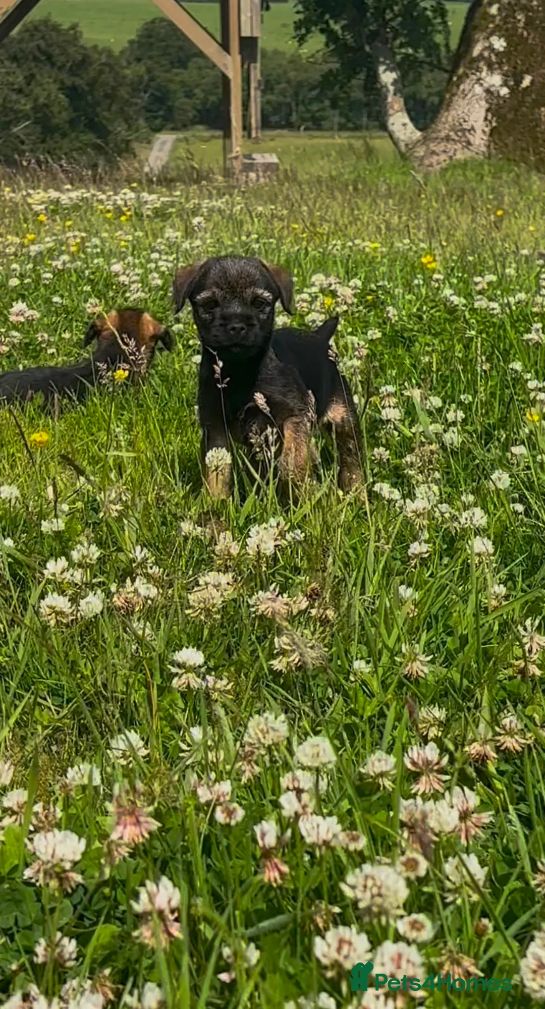 Border Terrier dogs for sale: Lovely Border Terrier puppies - Advert 1
