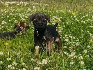 Border Terrier dogs Lovely Border Terrier puppies - Advert 1