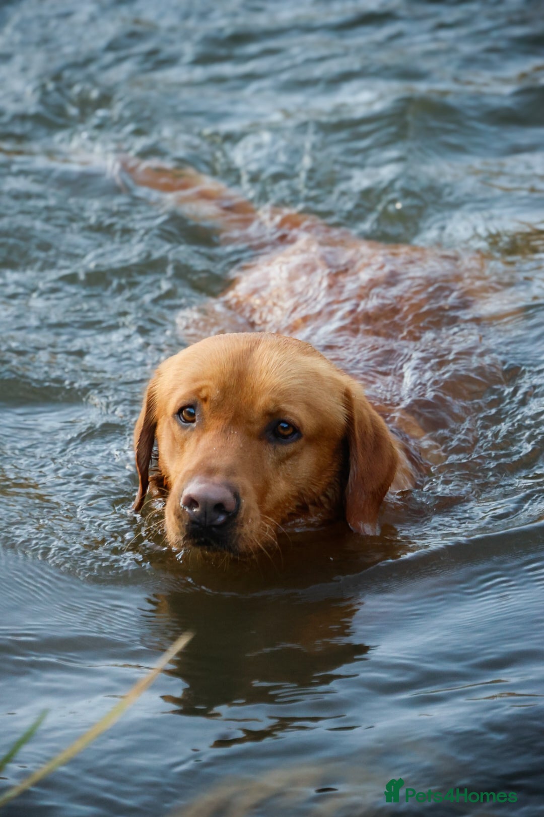 Labrador Retriever dogs for stud: PROVEN KC Fox Red Health Tested Labrador Stud Dog in Chippenham - Advert 8