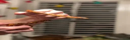 Python Snake reptiles for sale: 11 snakes for sale, 2 corns and 9 royal pythons  - Advert 10
