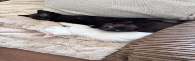 Mixed Breed Kitten 2