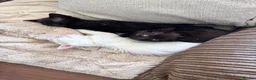 Mixed Breed cats for sale: Got three beautiful kittens for sale  in Canvey Island - Advert 10