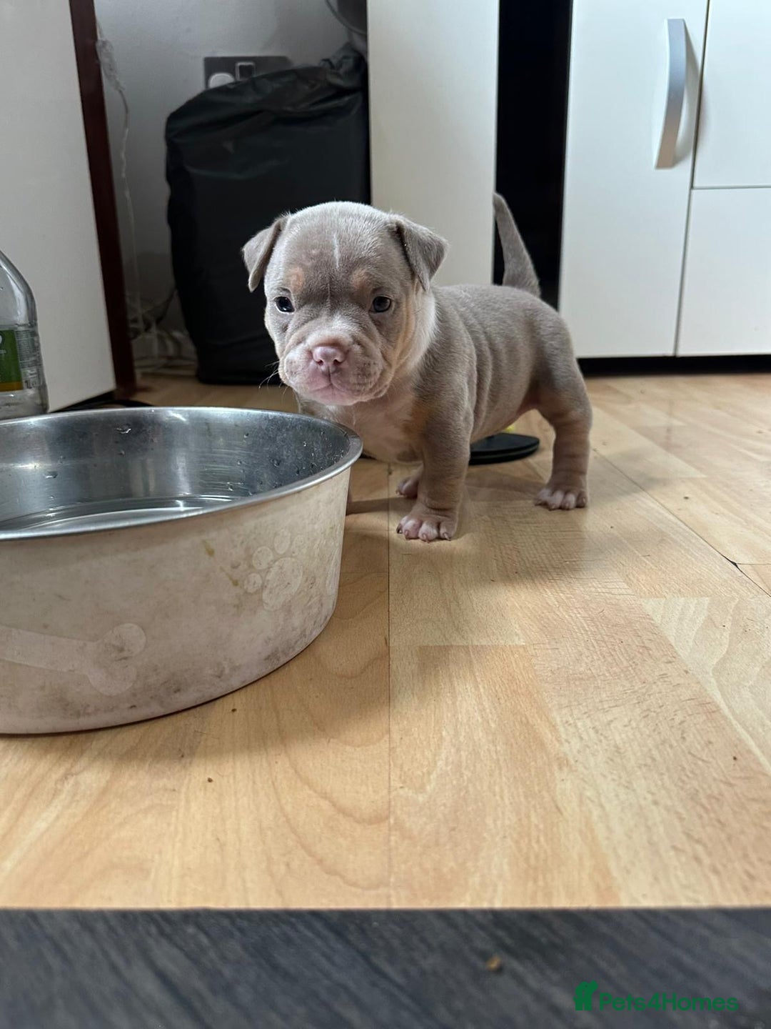 American Bully dogs for sale: American pocket bully pups for sale top Quality  - Image 2
