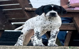 Pointer dogs for sale: "Well Bred" Pointer Puppies - Image 13