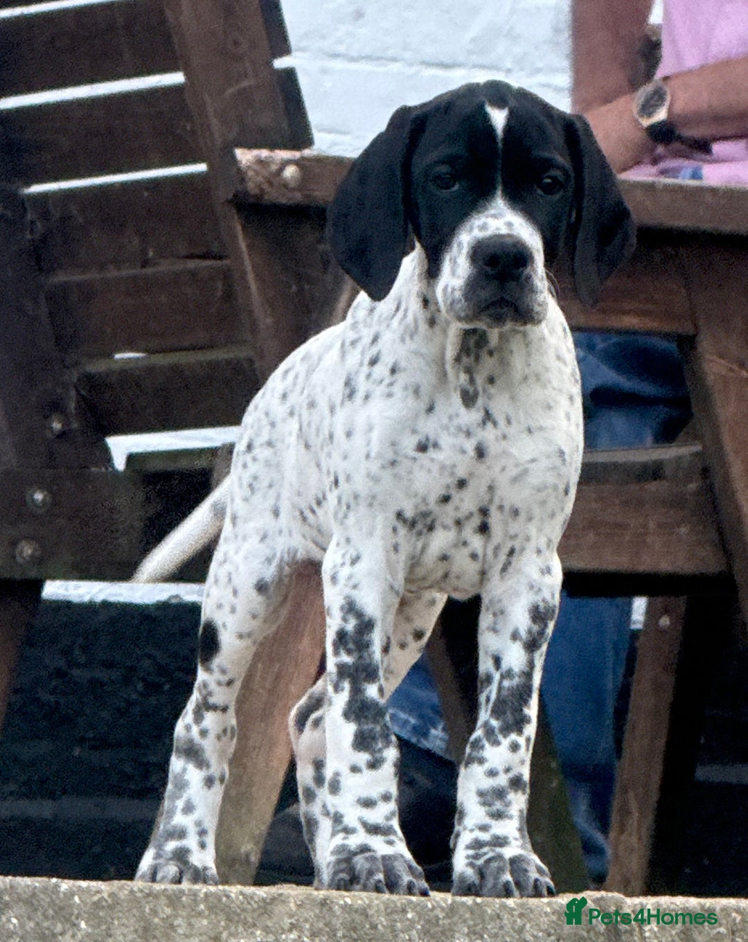 Pointer dogs for sale: "Well Bred" Pointer Puppies - Image 13