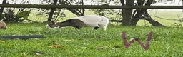 Goats livestock for sale: Pygmy goats - Advert 6