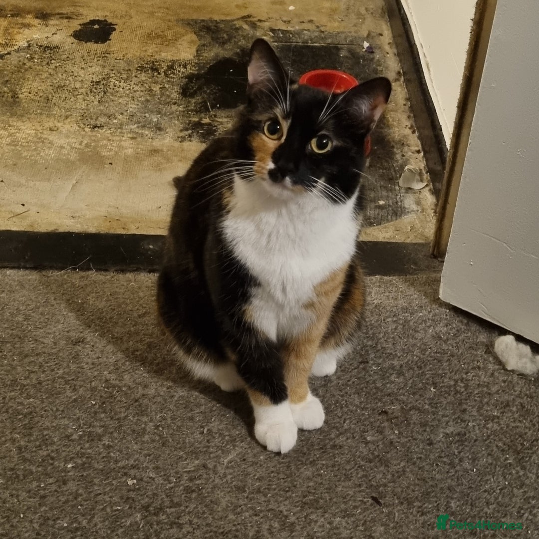 Domestic Shorthair cats for sale: 2 domestic house cats - Advert 3