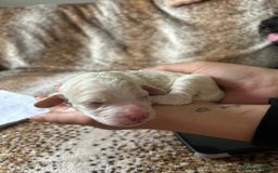 Cockapoo dogs for sale: F1b cockerpoo puppies - Image 16