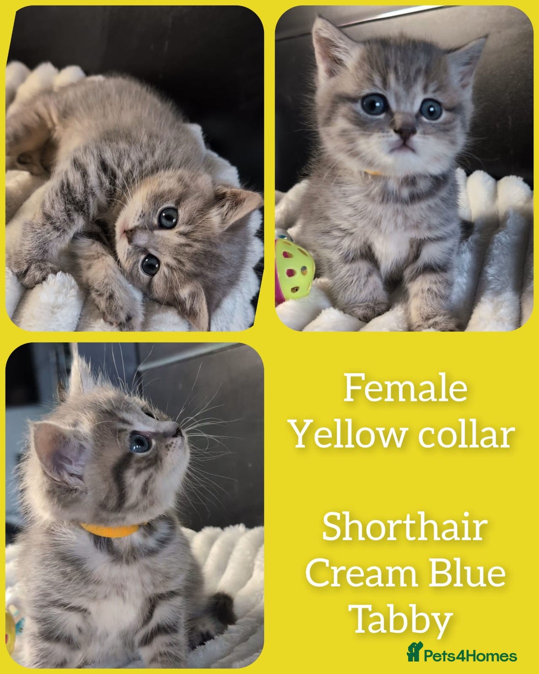 British Shorthair cats for sale: 💖💖💖BSH & BLH💫 GCCF & TICA red - Advert 14