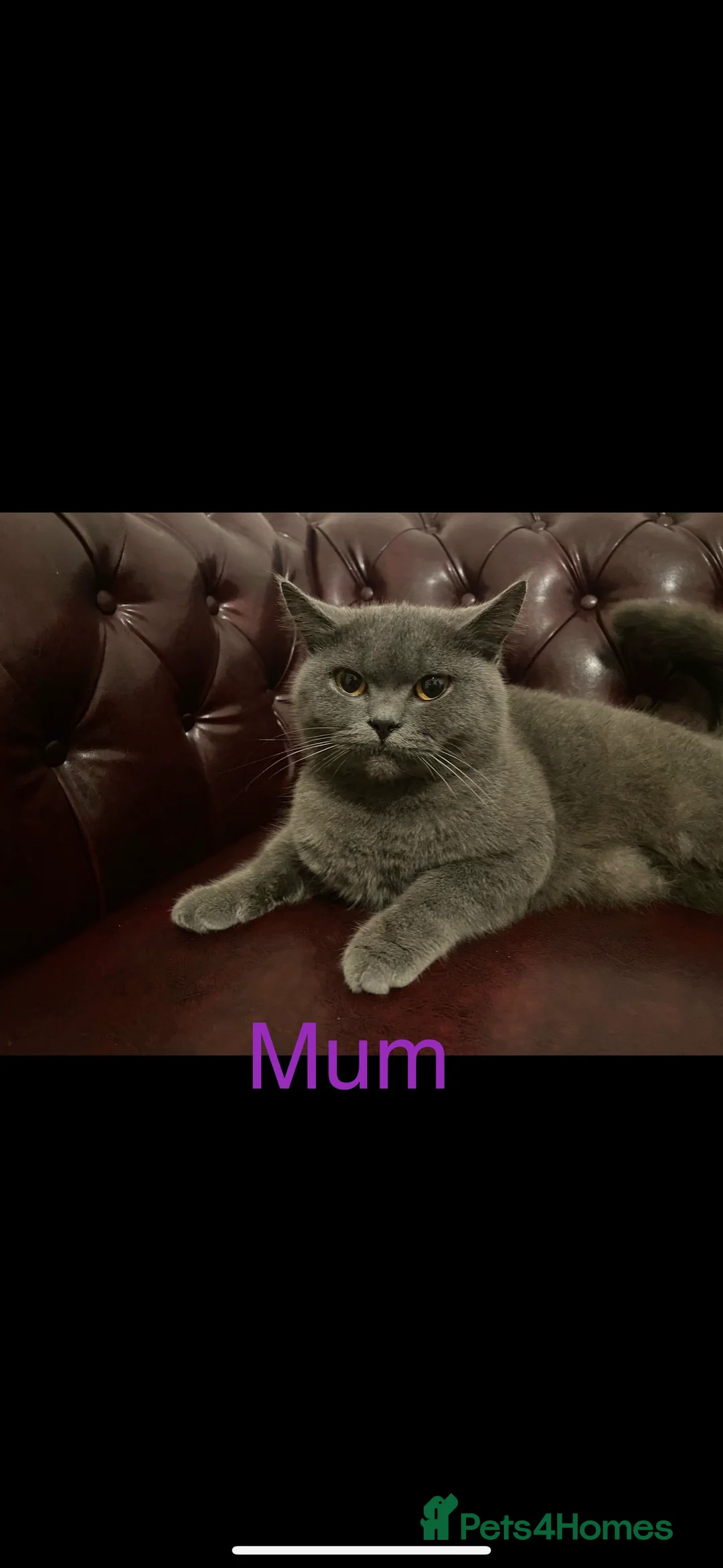 British Shorthair cats for sale: British shorthair Female  in Preston - Advert 6