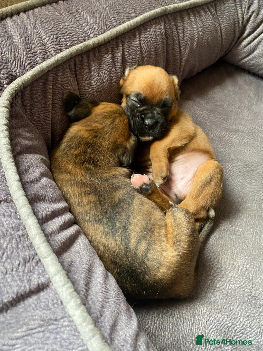 Mixed Breed dogs for sale: Home Reared Boxer cross Puppies – 4 Boys Available - Advert 2
