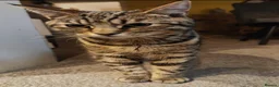 Domestic Shorthair cats for sale: 🐱 Milo is Looking for His Forever Home 🐱 - Advert 3