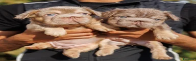 French Bulldog 1