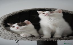 British Shorthair cats for sale: Health tested and registered Chocolate BSH - Image 4