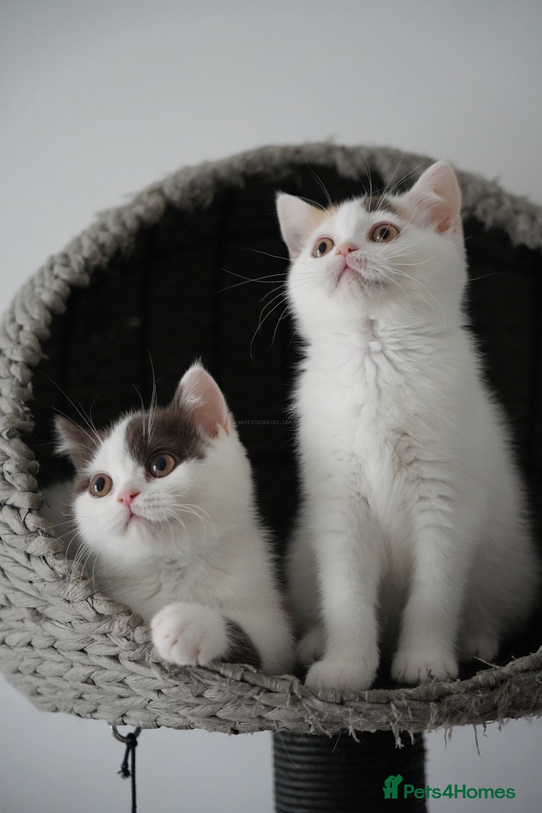 British Shorthair cats for sale: Health tested and registered Chocolate BSH - Image 4