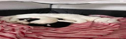 Mixed Breed cats for sale: Adorable Black & White Kittens – Ready Now - Advert 1