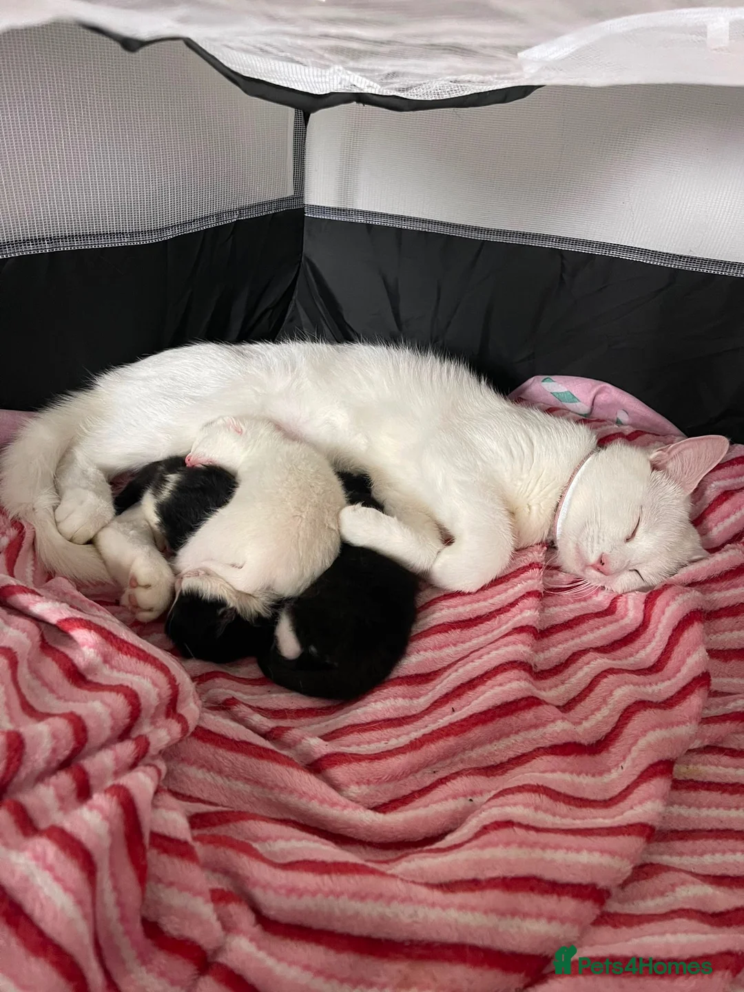 Mixed Breed cats for sale: Adorable Black & White Kittens – Ready Now - Advert 1