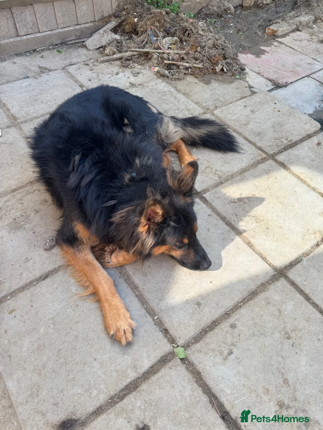 German Shepherd dogs for sale: German Shepherd Puppy For Sale - Advert 6