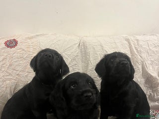 Labradoodle dogs Lovely Labradoodle puppies! 🐶 - Advert 1